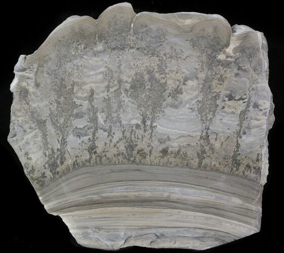 Triassic Aged Stromatolite Fossil - England #41095